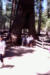 CaliforniaT